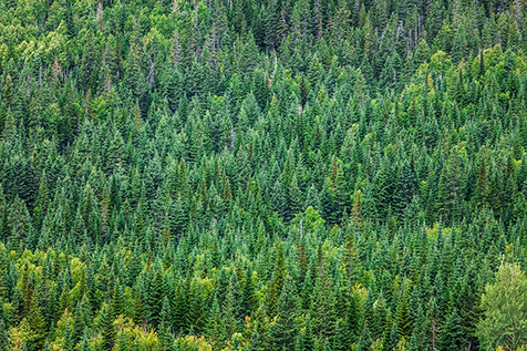 Durabilit&#233; : Il ne s’agit pas uniquement que des arbres